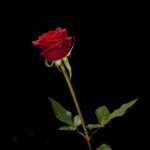 Rosen verschicken – klassisch und originell zugleich